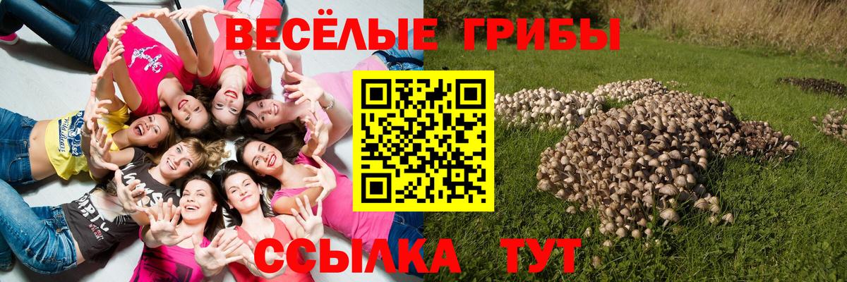 Дагестанские Огни  закладка  Вход с VPN  Псилоцибиновые грибы GOLDEN TEACHER 